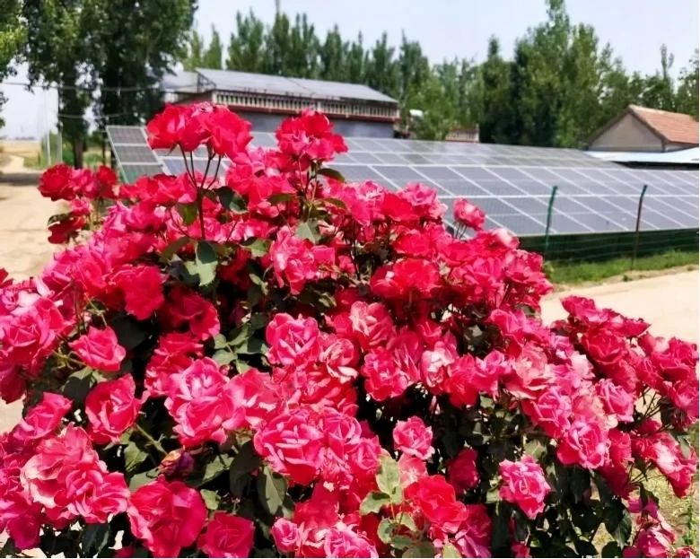 1749430118214054.jpg 4.jpg